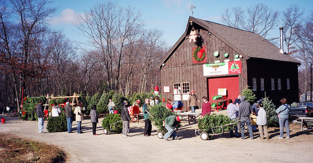 MCTA Member Photos | Massachusetts Christmas Tree Association