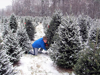 MCTA Member Photos | Massachusetts Christmas Tree Association