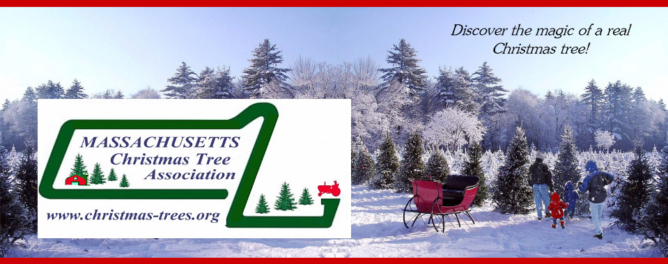 Massachusetts Christmas Tree Association | Discover The Magic of a Real Christmas Tree